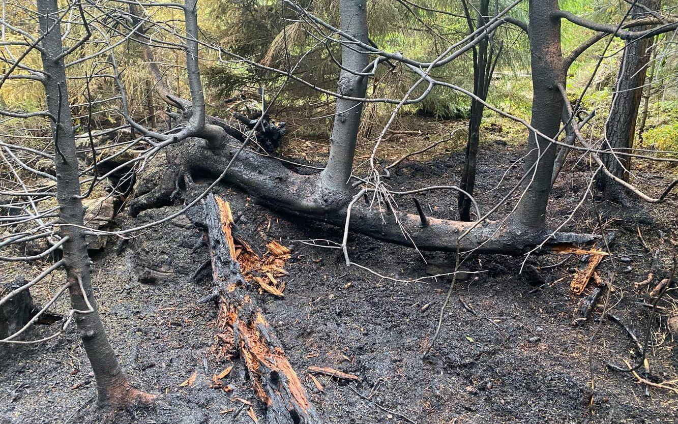 Det brann inne i skogen på ett område om cirka 100 gånger 200 meter.