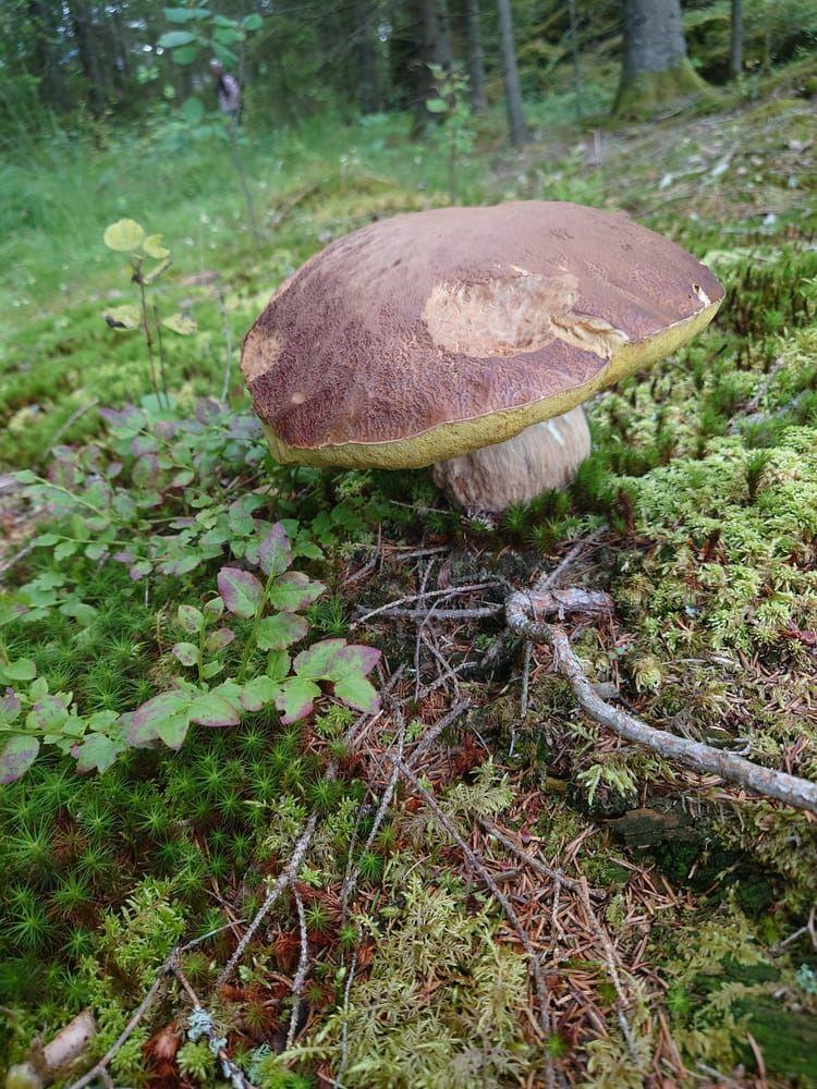 Karljohanssvamp, även kallad stensopp, är en av de svampar som går att hitta just nu.