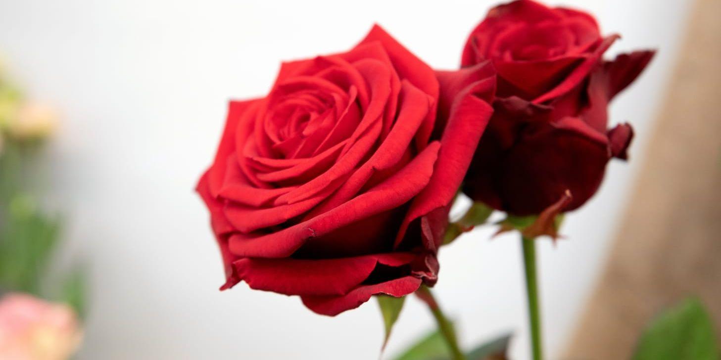 Rekorddyra rosor till Alla hjärtans dag, Peter Carrefors på Blomsterbörsen